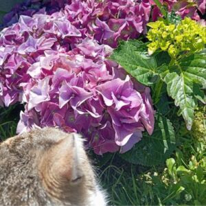 Comunicare in modo autentico freelance brand ortensia gatto giardino