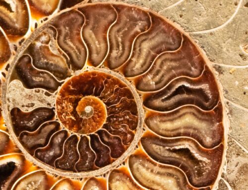 Archetipo del serpente nel branding: guida per imprenditrici in evoluzione.