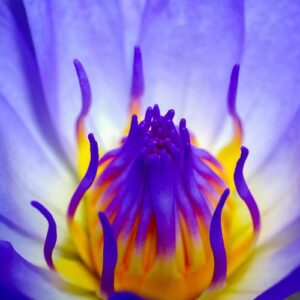 Trovare il tuo perché è la radice, comunicazione autentica e strategica, fiore zafferano viola e giallo Inchiostro di Seppia copywriter