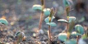 Trovare il tuo perché è la radice, radici, germogli che crescono , coltivare comunicazione autentica