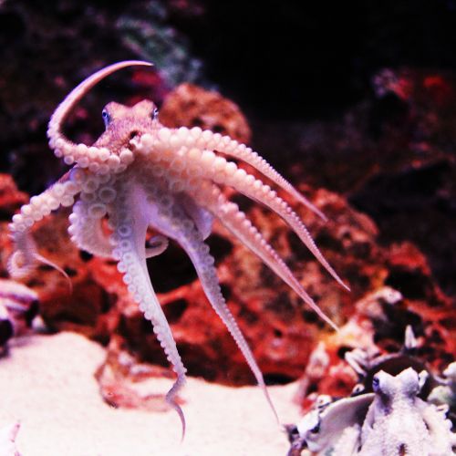 L'archetipo della seppia - comunicazione strategica e creativa - storytelling autentico