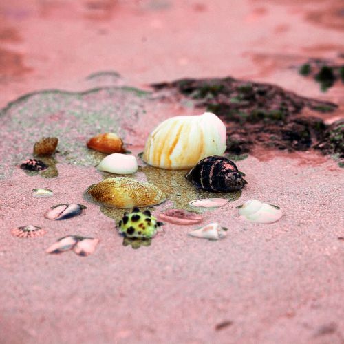 Conchiglie tesori e talenti inchiostro di seppia significato