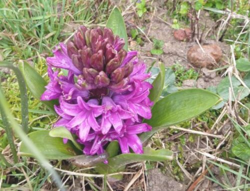Scrittura selvatica di primavera: risveglia creatività e coraggio.