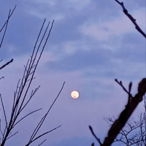 Luna cielo notturno primavera fioritura Scrittura selvatica di primavera: risveglia creatività e coraggio